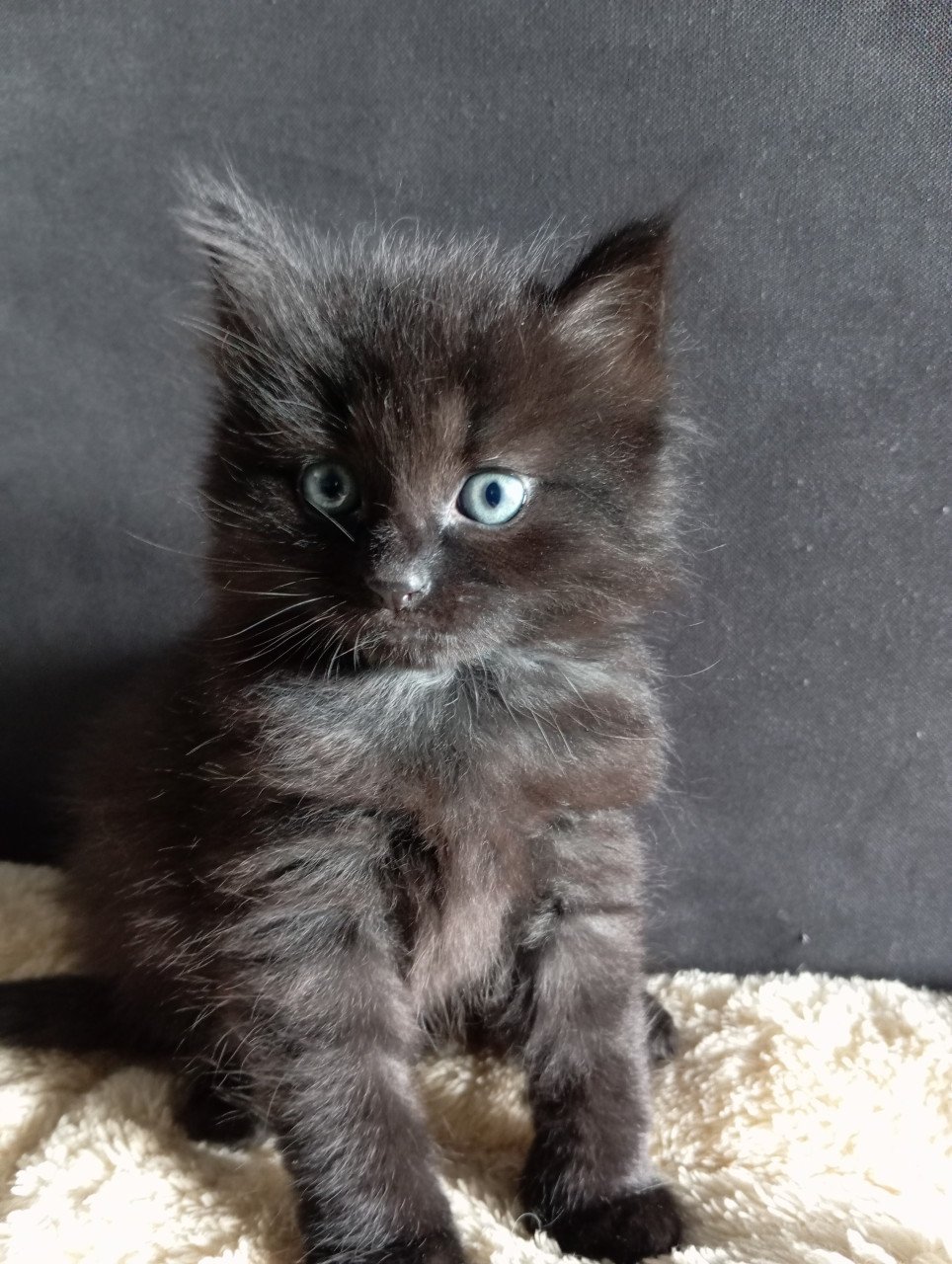Kittens