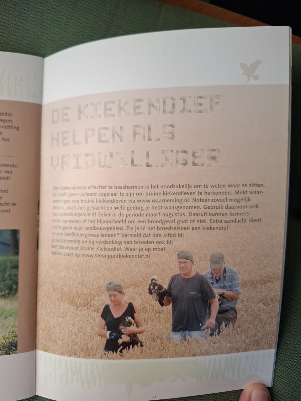 De Bruine Kiekendief in Zeeland, een roofvogel van rietlanden en akkers