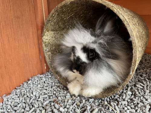 Lief 12 weken oud konijntje