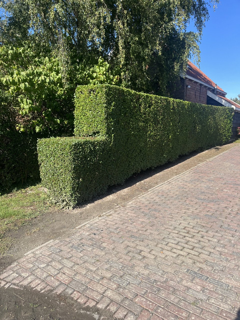 Prachtige liguster heg (zelf uitgraven)
