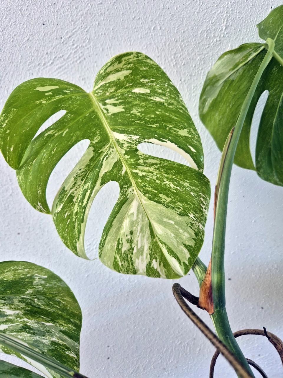 Monstera Albo variegata stek. Geworteld