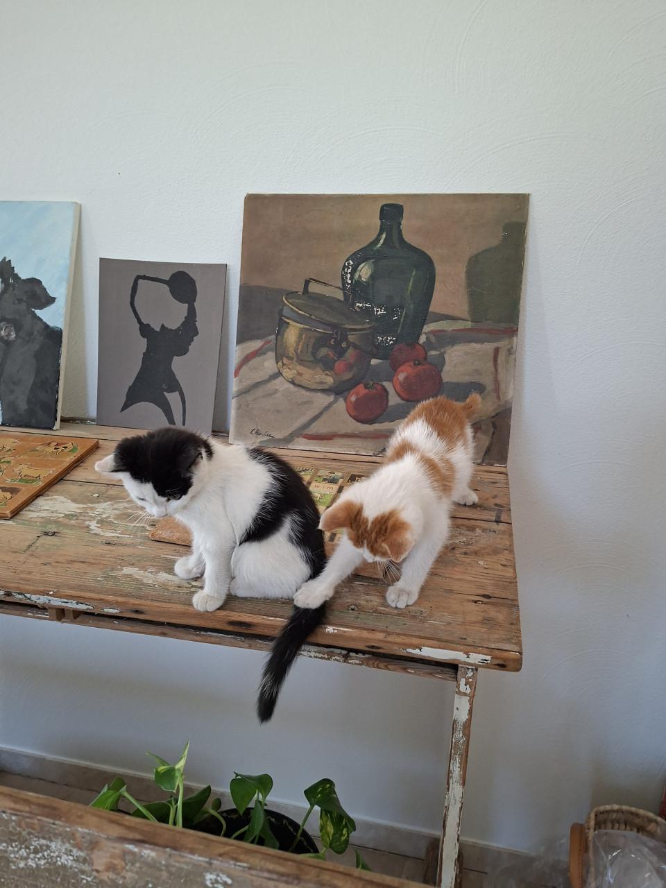 2 katertjes 3 maanden oud ontwormt