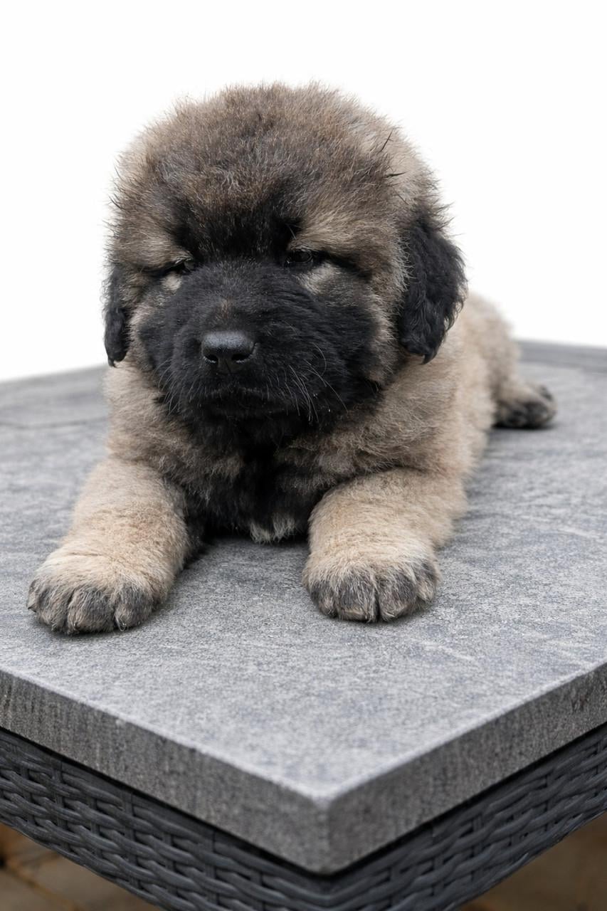 Kaukasische Owcharka / herder pups
