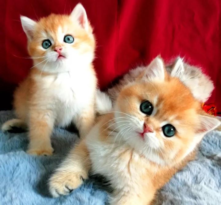 Britse korthaar kittens