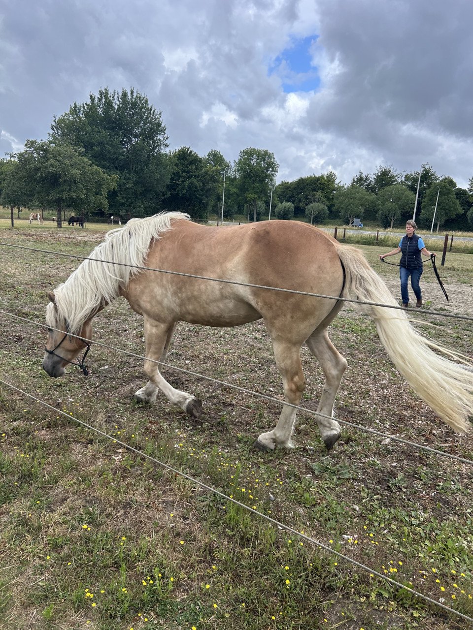 # Equi Pride # Gedrag, Grondwerk, Rijden, Natural Horsemanship etc.