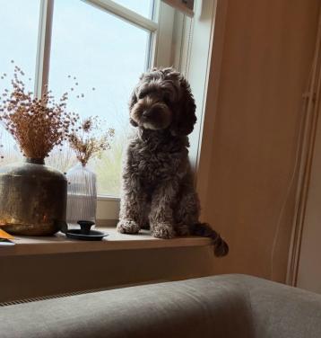 🐾 Labradoodle pups onderweg
