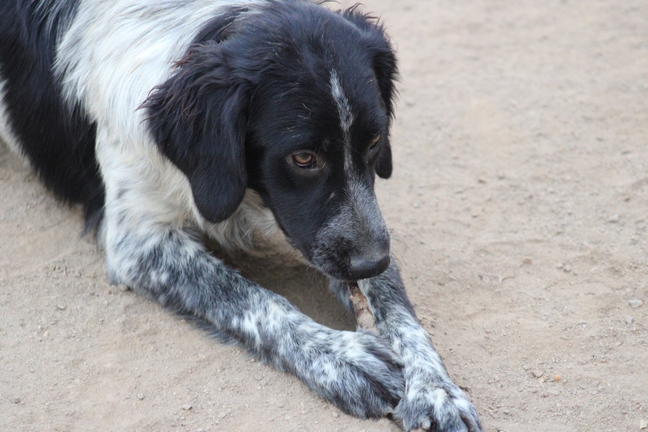 Alora Dog Rescue: Mona, dit lieve meisje zoekt een baasje