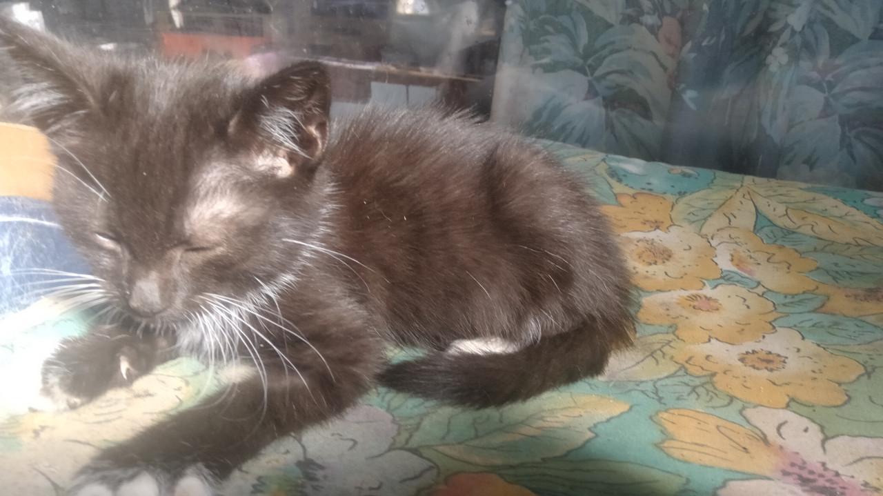 Kittens