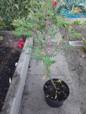 Indigofera Heterantha