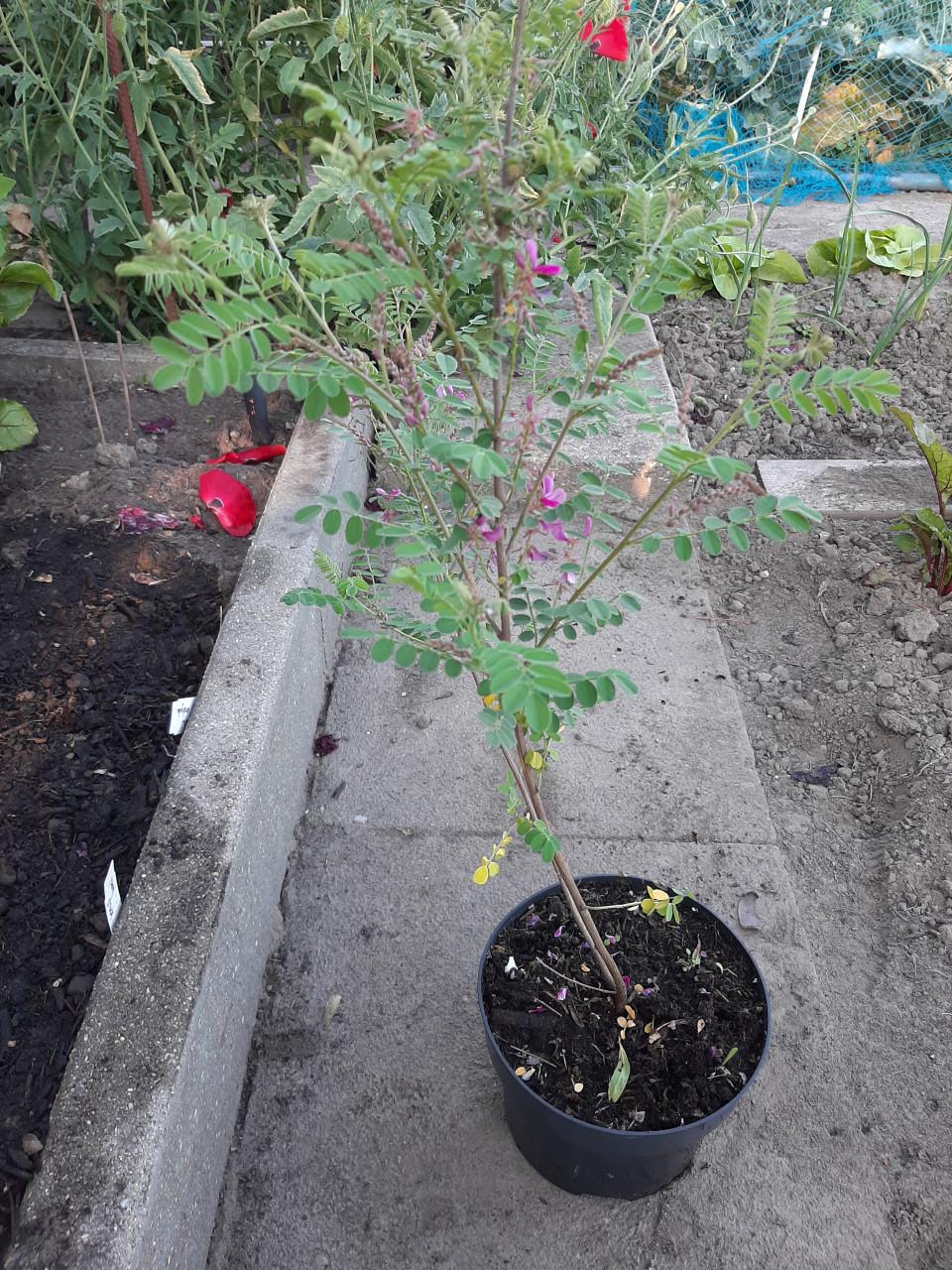 Indigofera Heterantha
