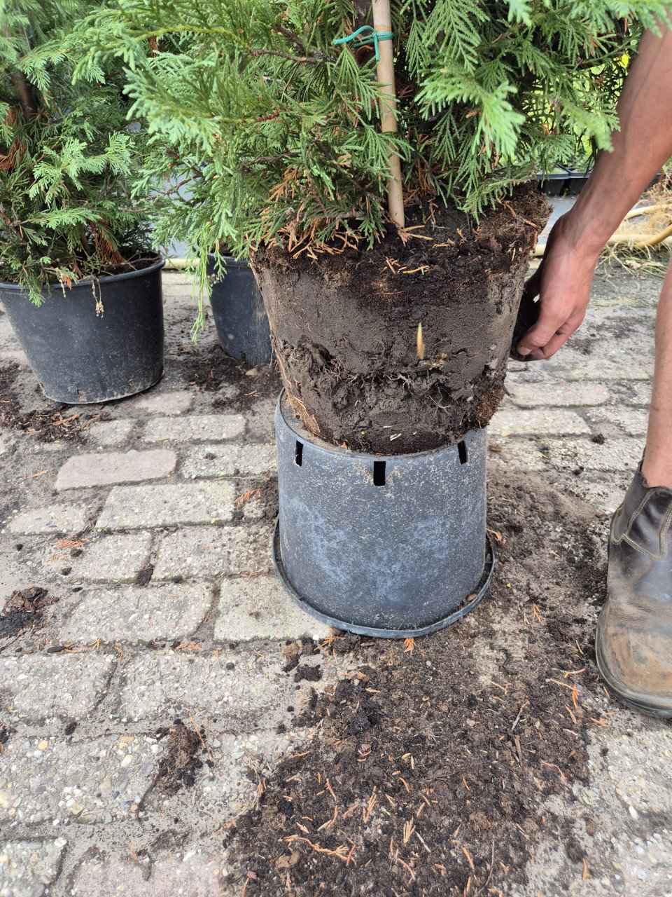 Leylandi haagconiferen in pot, tot 225 cm hoog