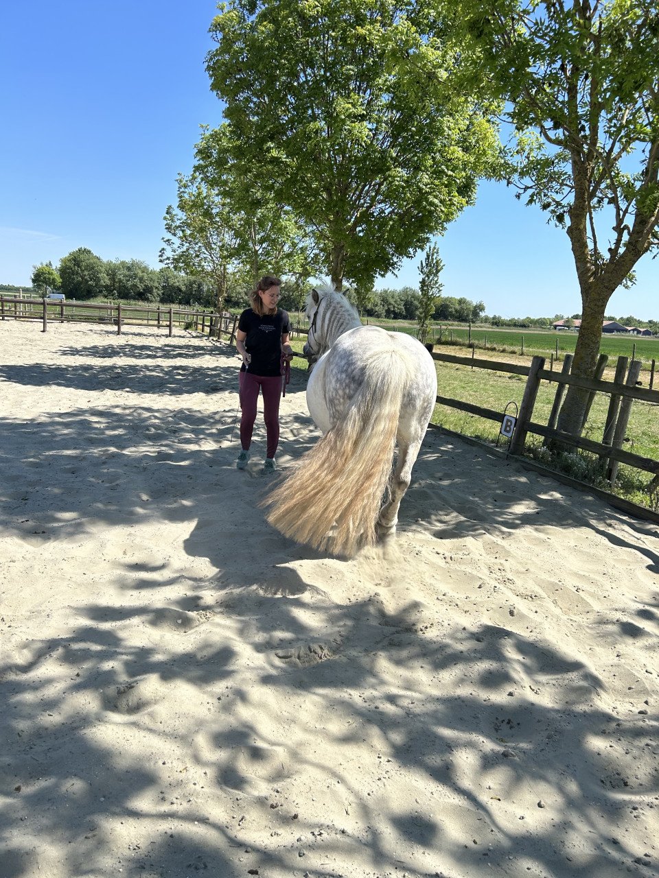 # Equi Pride # grondwerk, NH, rijden, gedrag etc.
