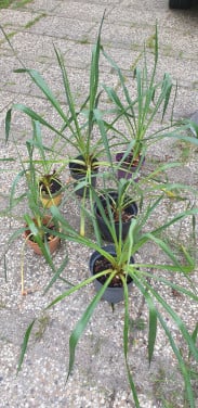 Winterharde yucca