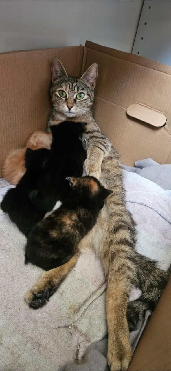 Kittens