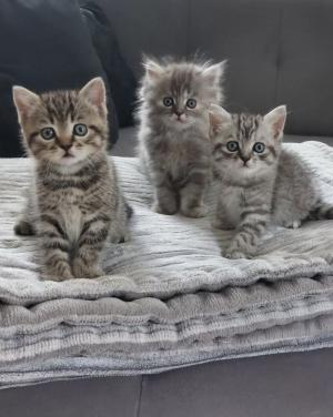 Britse korthaar en langhaar kittens
