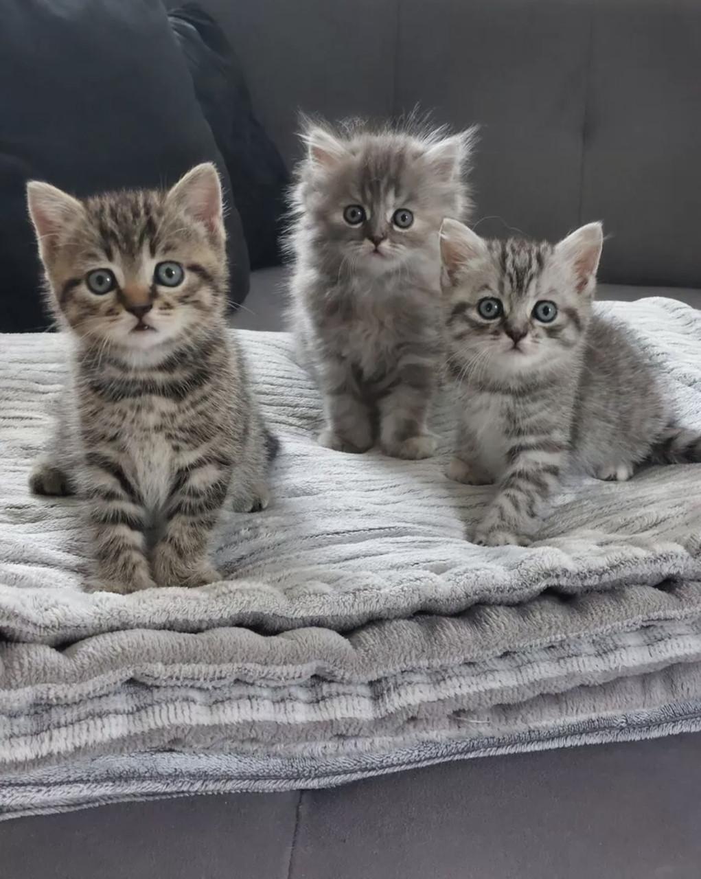 Britse korthaar en langhaar kittens