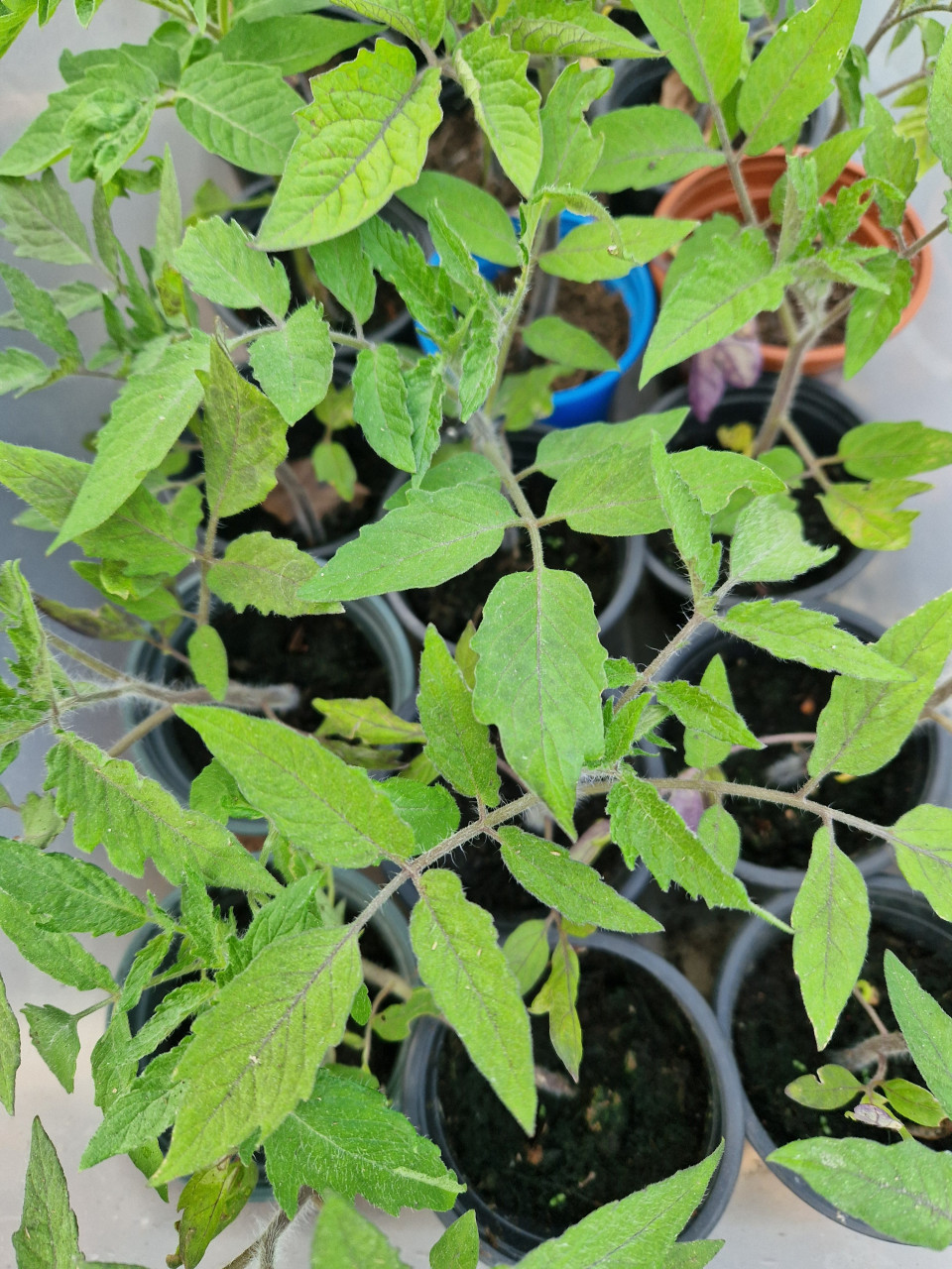 Tomatenplanten