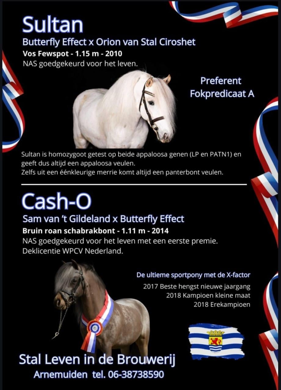 Diversen panterbonte appaloosa hengstveulens