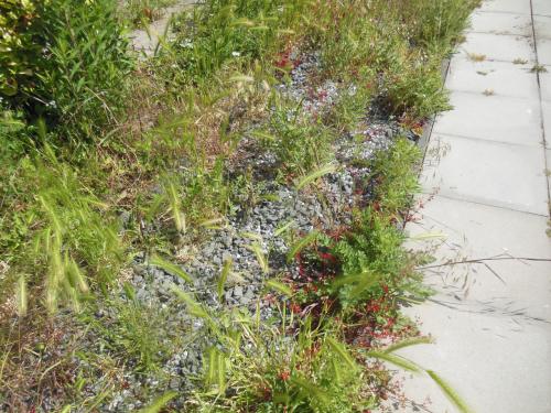 Uw tuin onkruidvrij voor de winter begint.