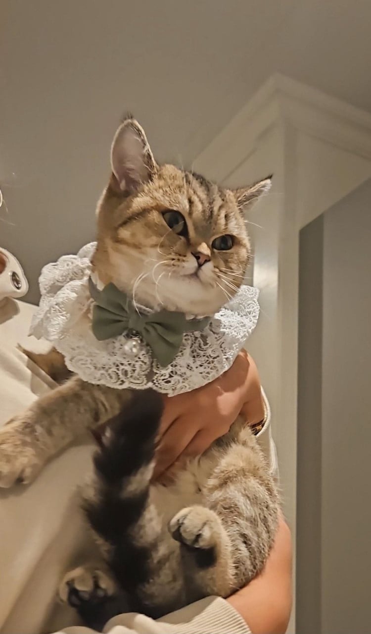 Kittens Britse Korthaar