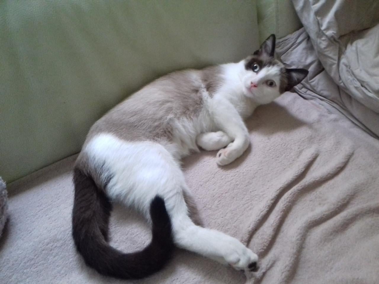 VERMIST onze kater op Schouwen