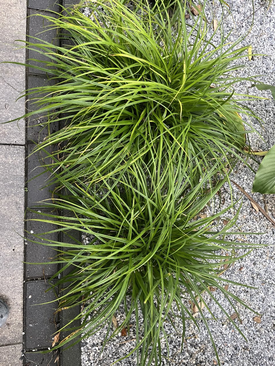 Siergras Carex irisch green