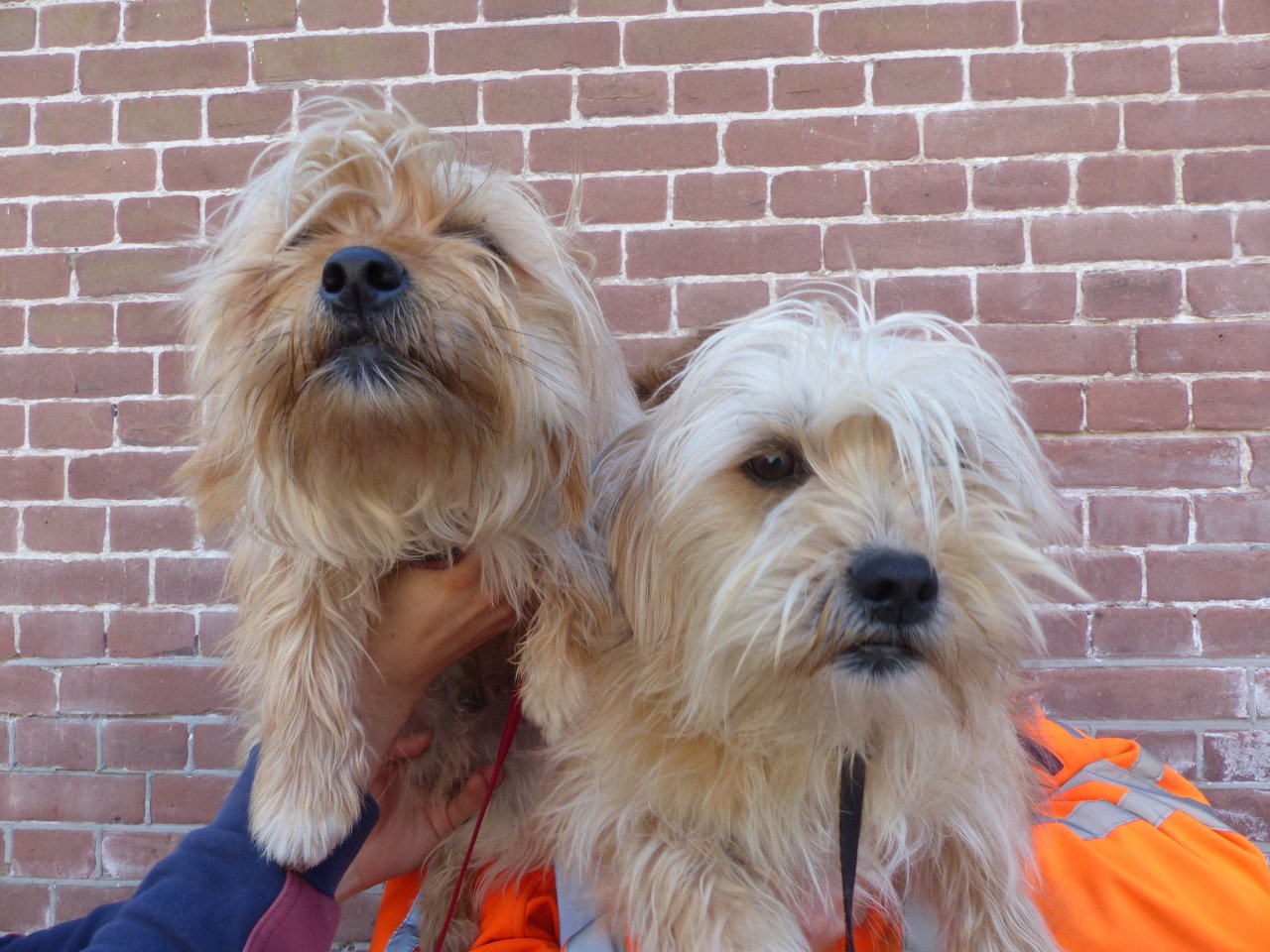 2 pups reutjes moeder Maltezer vader Yorkshire Terrier GEZOND SPEELS LIEF