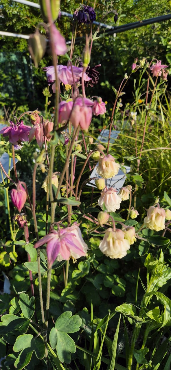 Vaste planten biologisch opgekweekt