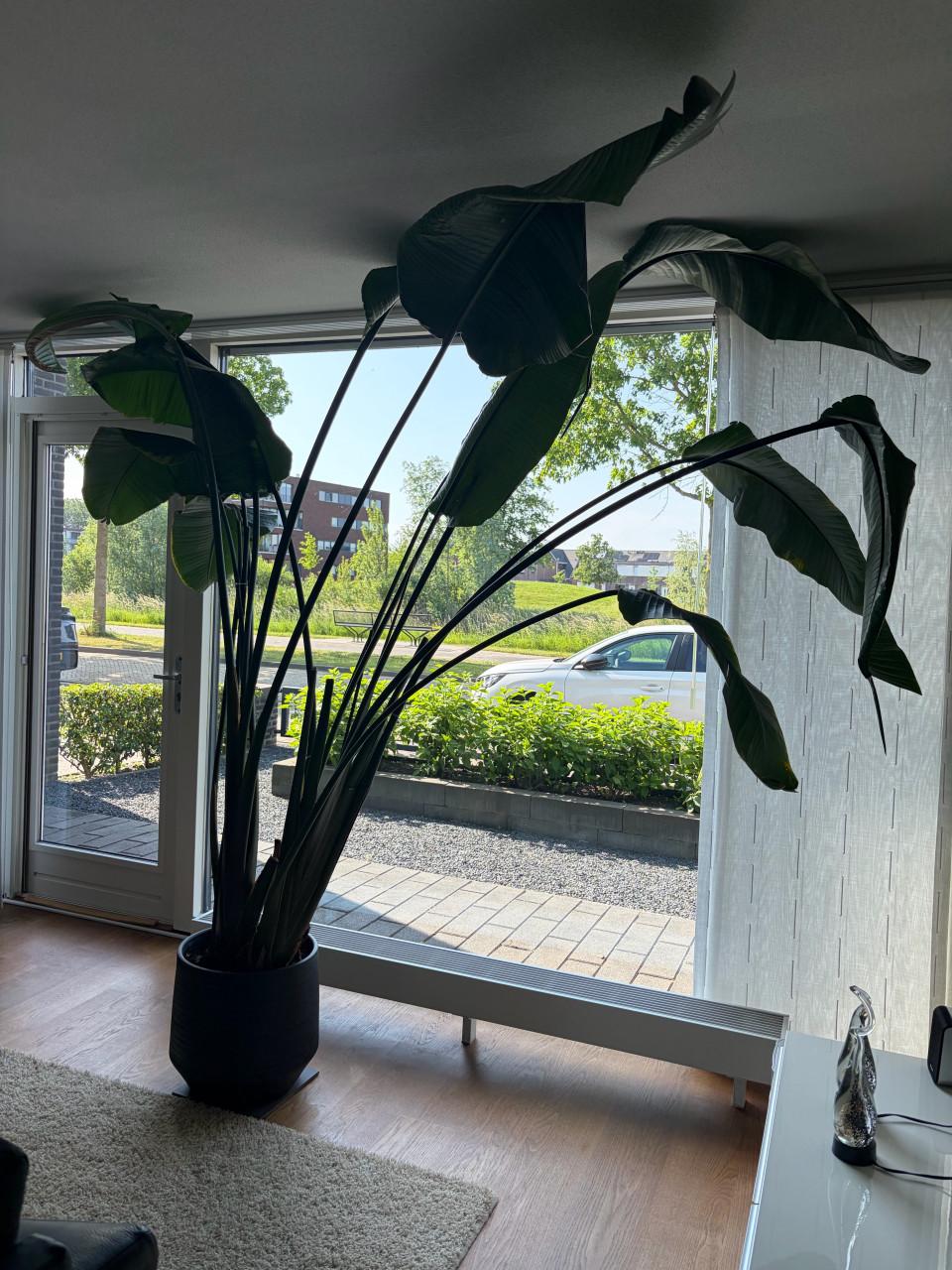 Prachtige grote plant voor in een hoge grote (tuin-) kamer