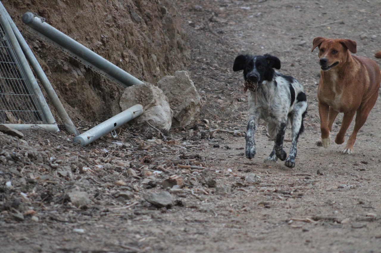 Alora Dog Rescue: Mona, dit lieve meisje zoekt een baasje
