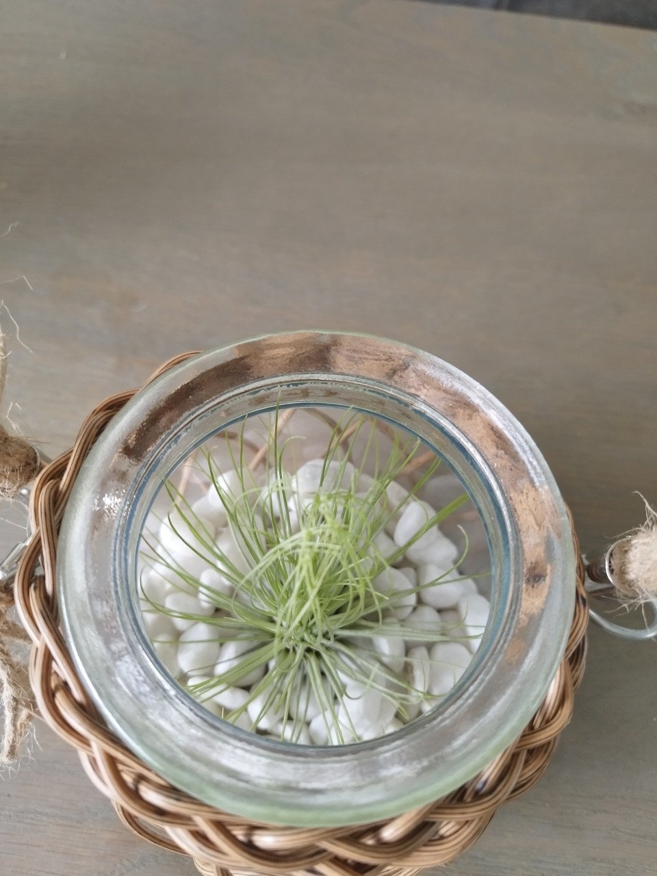 Tillandsia in leuk potje