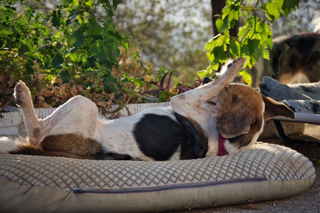 Deze hele lieve Beagle zoekt een heel lief baasje!