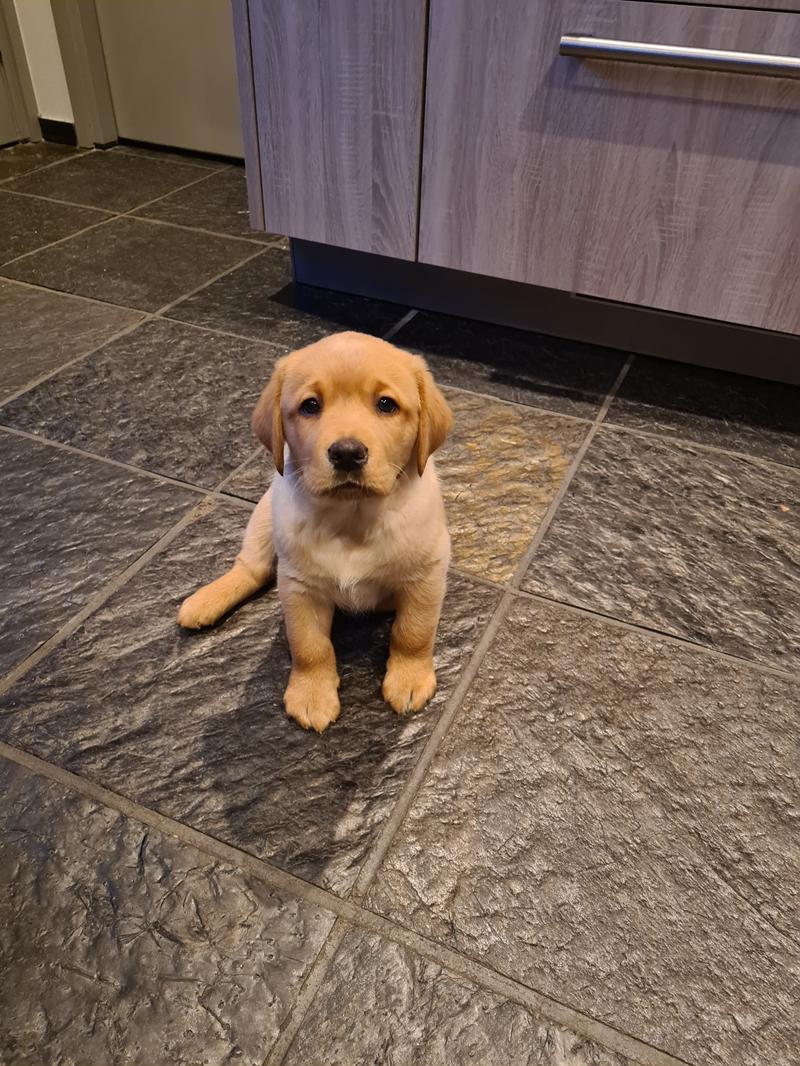 Lief labrador duo zoekt een warm en liefdevol thuis.