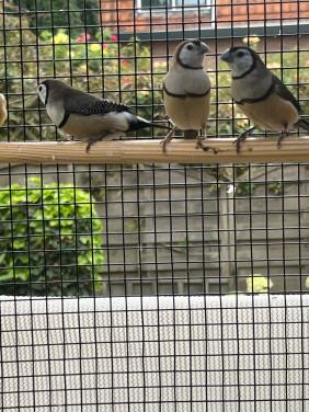 Bichenow 2 popjes 1 man verwant