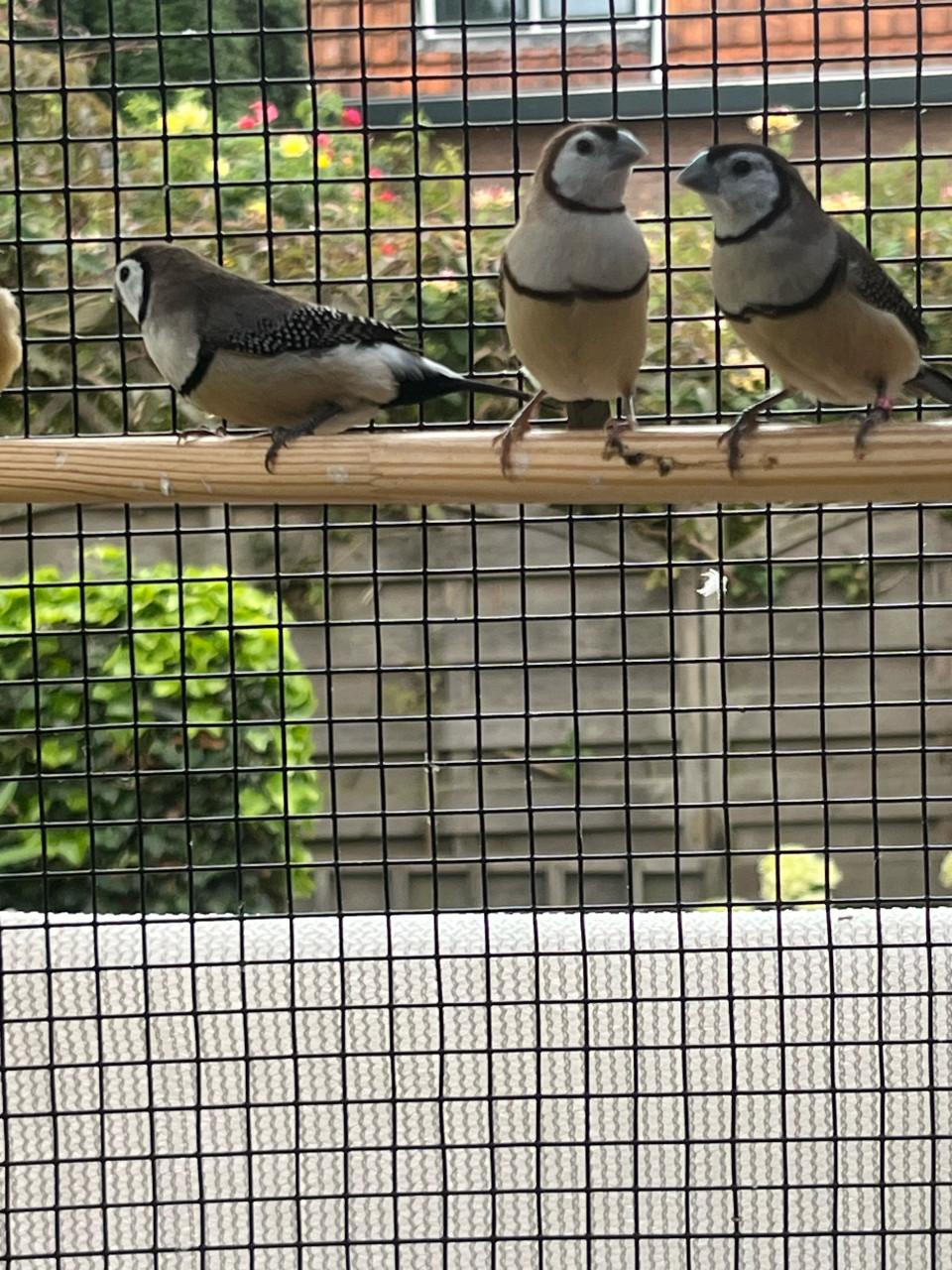 Bichenow 2 popjes 1 man verwant