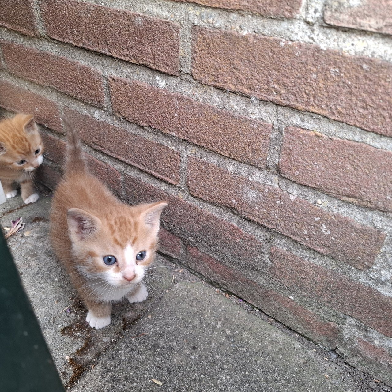 Kittens