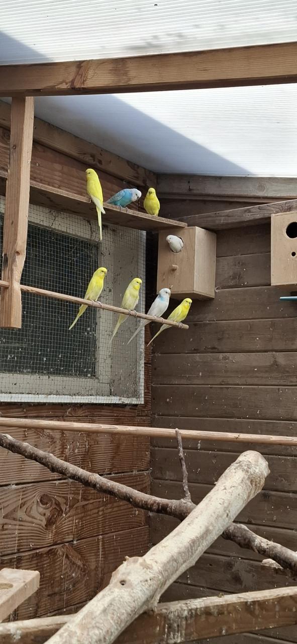 Parkietjes (11 stuks)