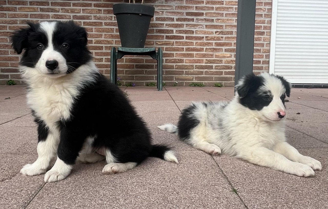 Border collie pups