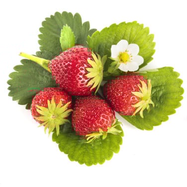 UITVERKOOP SIERTUIN en MOESTUIN PLANTEN + BOOM bij DE VOORDEUR