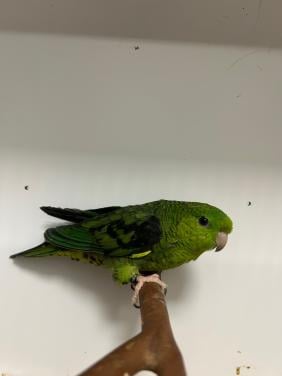 2-2 Catharinaparkieten