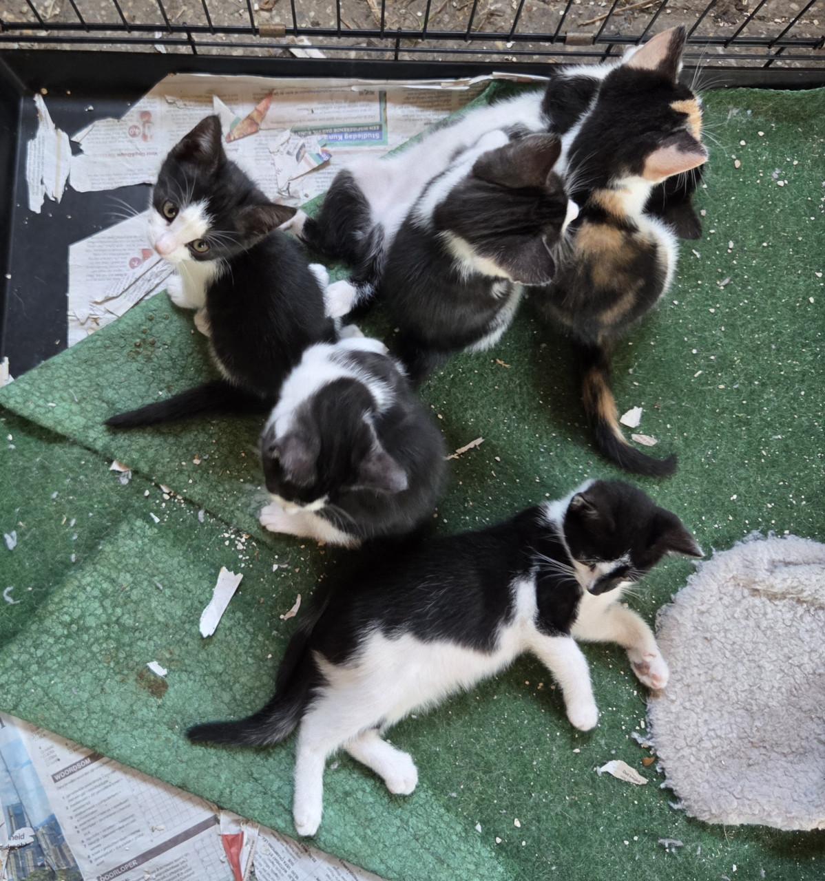 Kittens