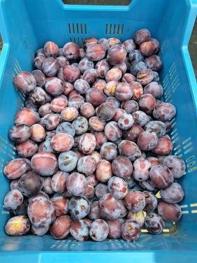 Pruimen.  Spaanse pepers. Cherry tomaten