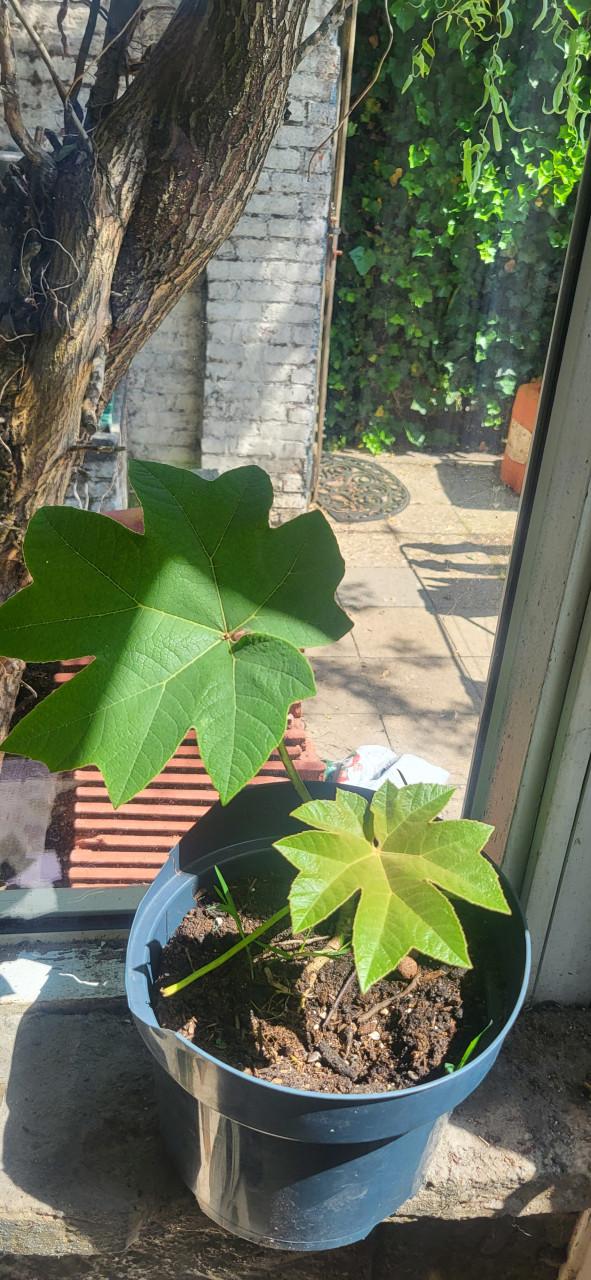 Rijstpapierplant