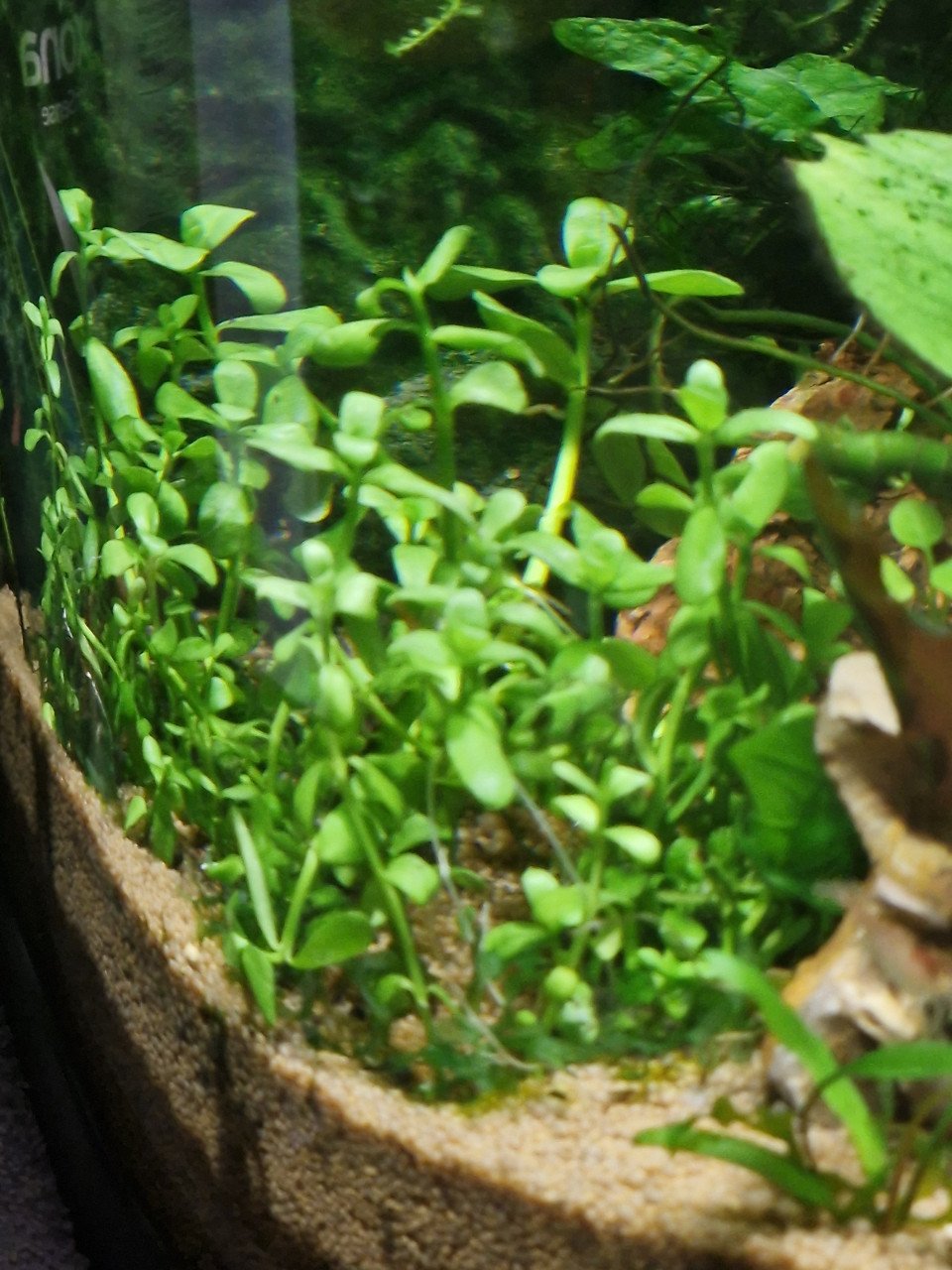 Tetra aqua art 60 liter met garnalen en planten en guppen.