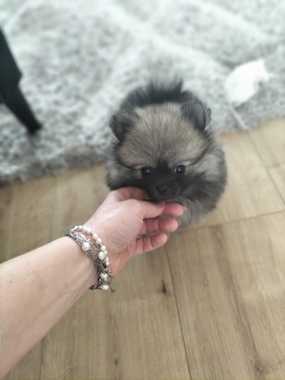 Heel klein pomchi/pomeranian teefje