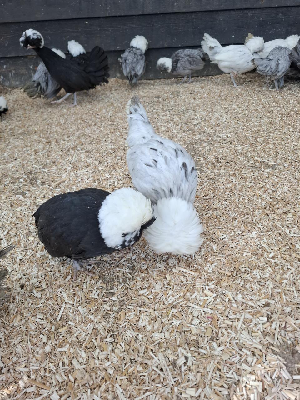 Hollandse kuifhoen, diverse kleuren