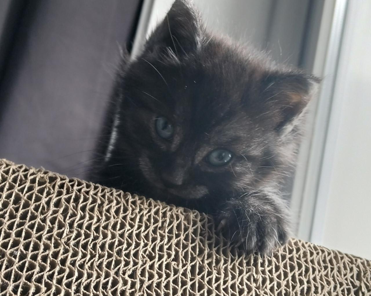 Kitten - mannetje