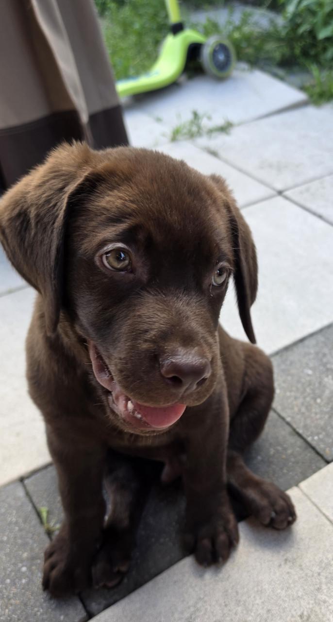 Labrador pup reu