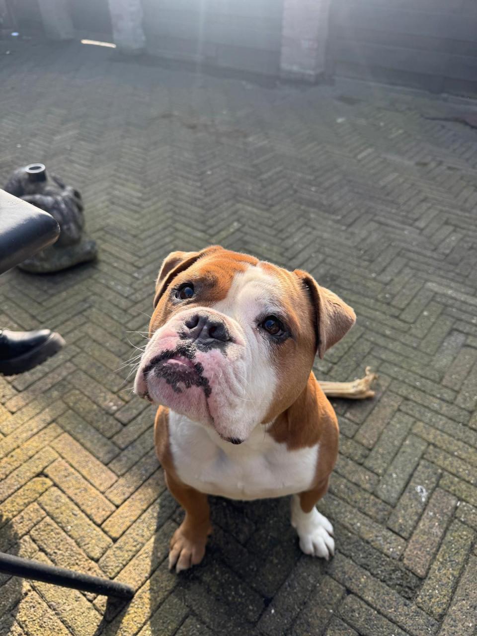 Old English Bulldog reu