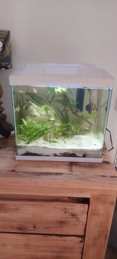 Compleet aquarium met vissen